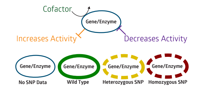 Strategene Pathway