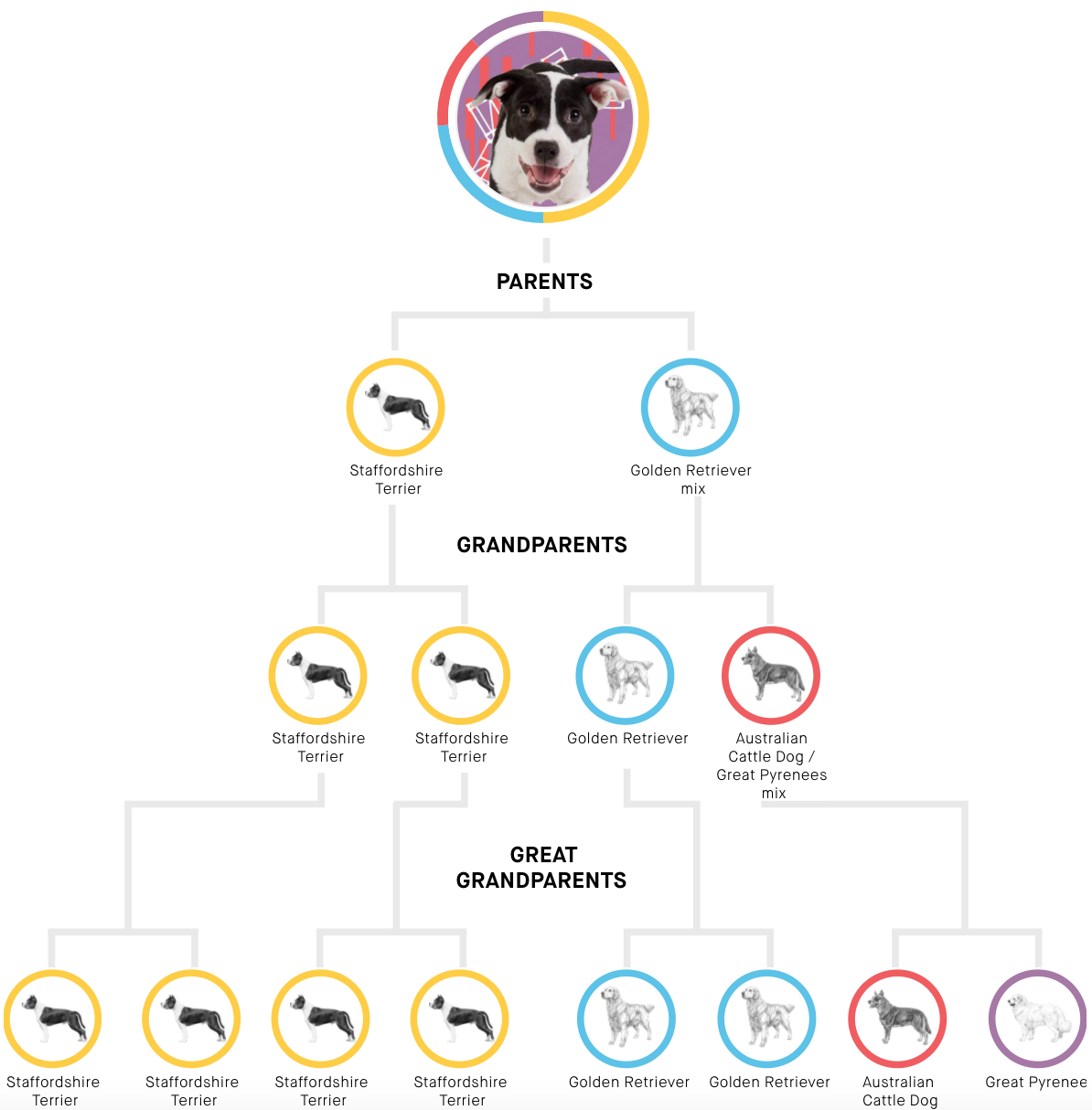 Embark genetic testing results