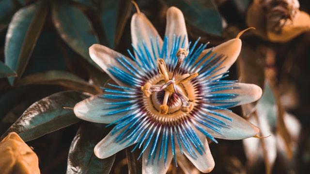 Purple passionflower