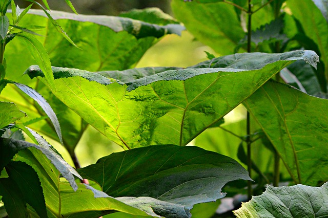 Butterbur uses