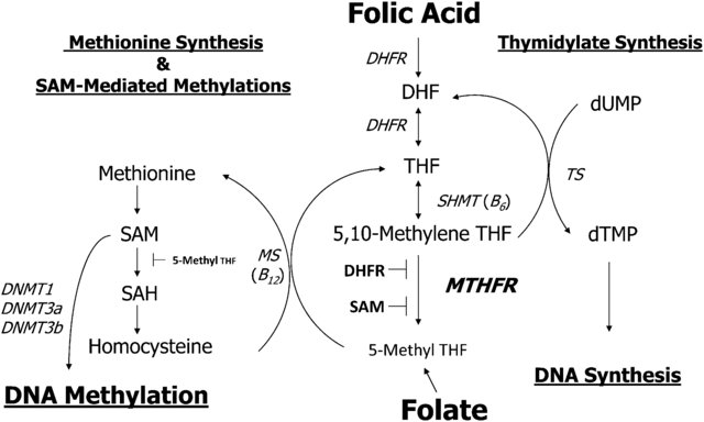 Riboflavin deficiency and MTHFR