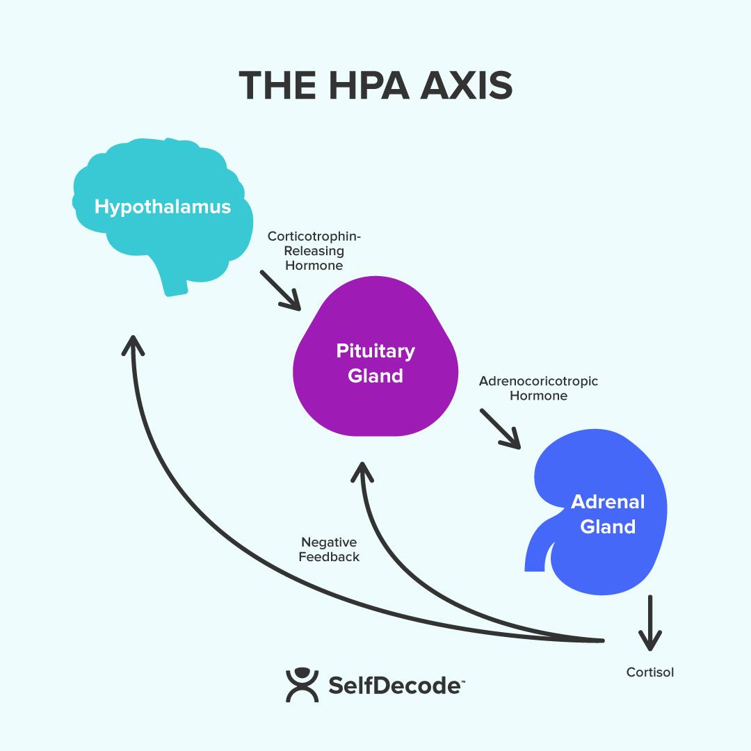 HPA Axis How to lower cortisol