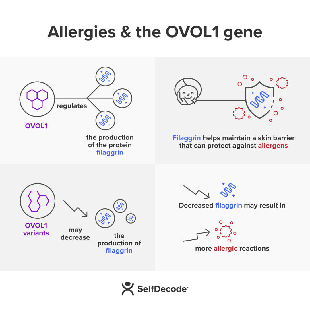 Is eczema genetic OVOL1